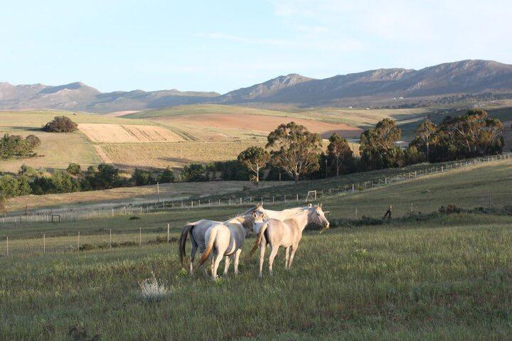 הוילה Hartebeesrivier Shabach Farm מראה חיצוני תמונה